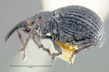 Media type: image;   Entomology 376 Aspect: habitus lateral view